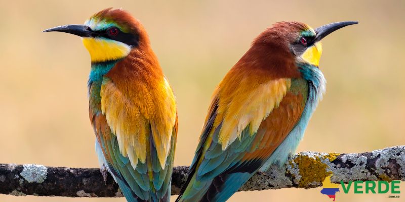 cuales son las aves silvestres de Colombia