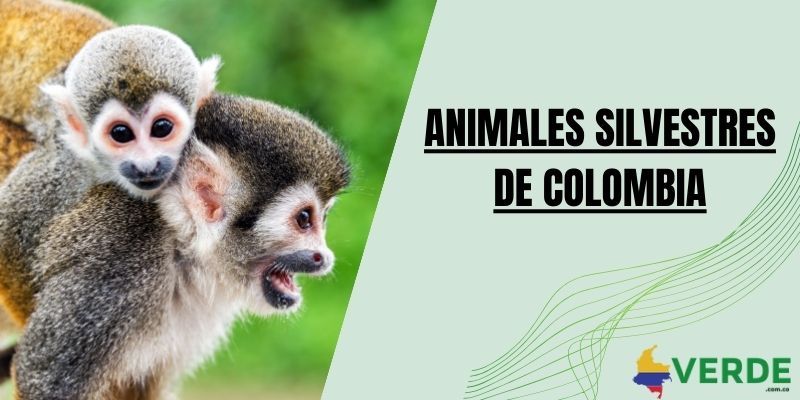 Animales silvestres de Colombia