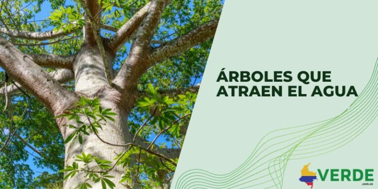 Importancia de los árboles para el medio ambiente - Colombia Verde