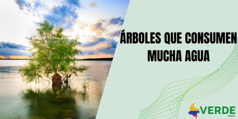 Beneficios de los árboles para los seres humanos - Colombia Verde