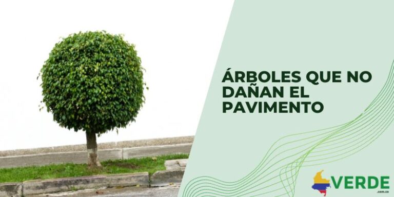 Importancia de los árboles para el medio ambiente - Colombia Verde