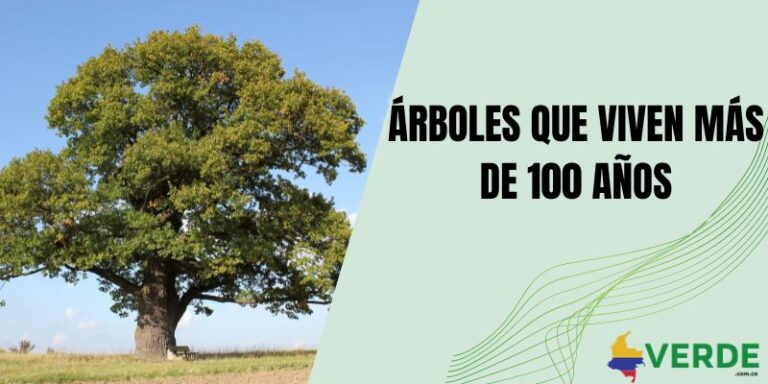 Importancia de los árboles para el medio ambiente - Colombia Verde
