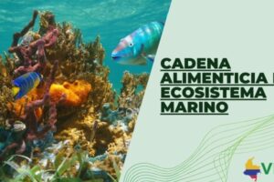 Cadena alimenticia del ecosistema marino