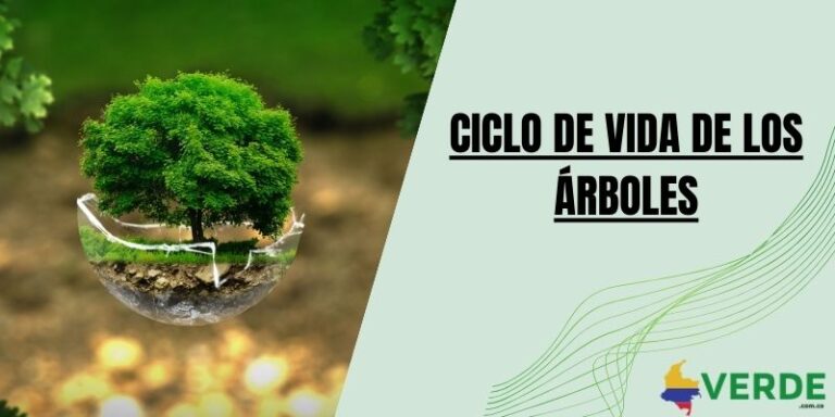Importancia de los árboles para el medio ambiente - Colombia Verde