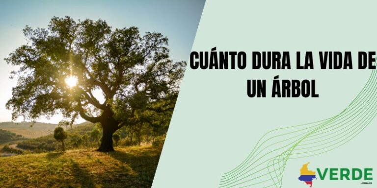 Beneficios de los árboles para los seres humanos - Colombia Verde