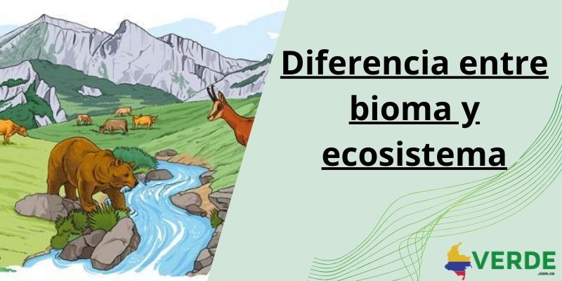 diferencia entre bioma y ecosistema