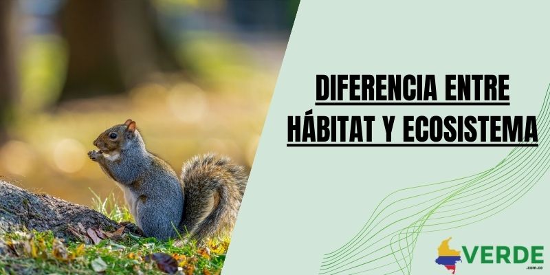 Diferencia entre hábitat y ecosistema