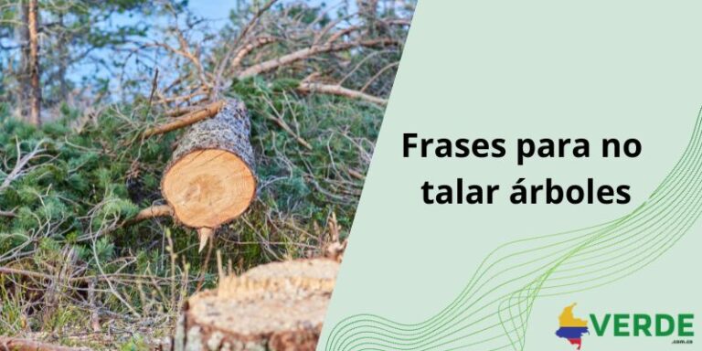 Importancia de los árboles para el medio ambiente - Colombia Verde