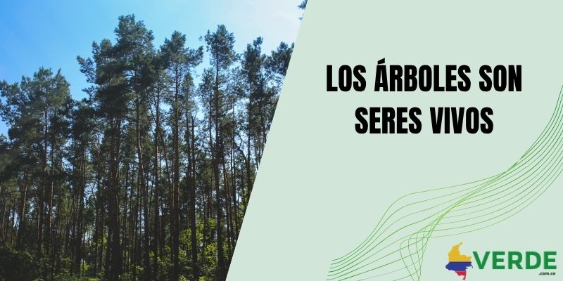 Los árboles son seres vivos