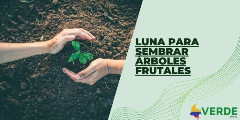 Importancia de los árboles para el medio ambiente - Colombia Verde