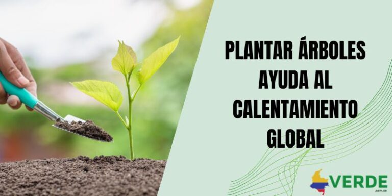 Porque son importantes los árboles para el planeta - Colombia Verde