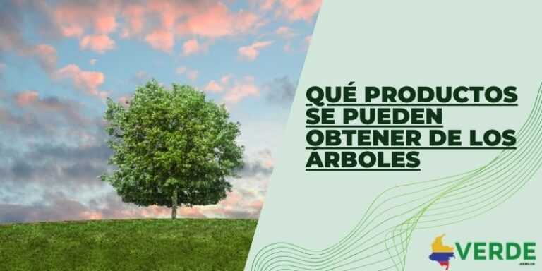 Siembra de árboles para el medio ambiente - Colombia Verde