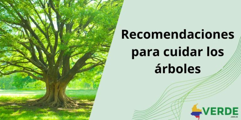 Importancia de los árboles para el medio ambiente - Colombia Verde