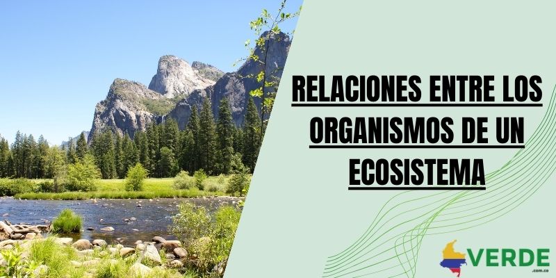 Relaciones entre los organismos de un ecosistema