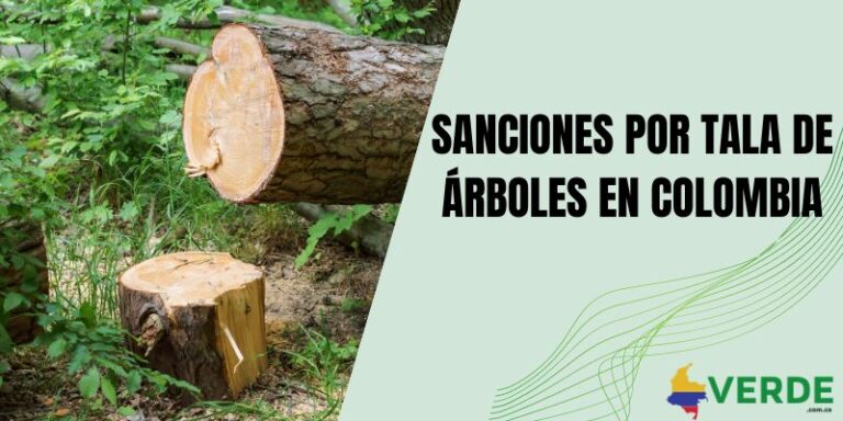 Beneficios de los árboles para los seres humanos - Colombia Verde