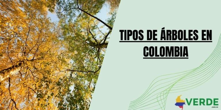 Importancia de los árboles para el medio ambiente - Colombia Verde