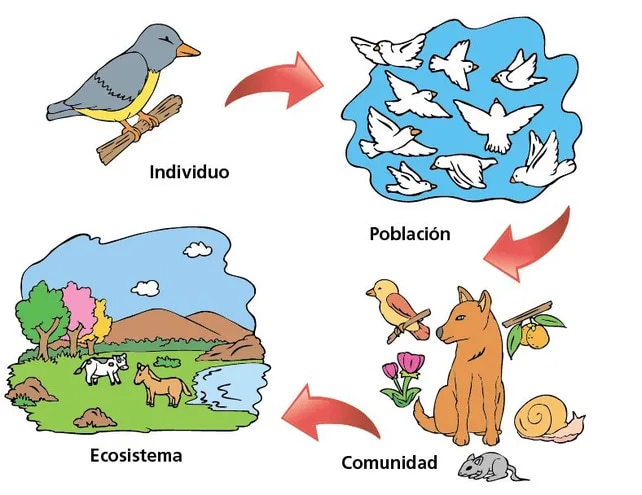 Individuo Poblaci n Comunidad Ecosistema Ejemplos Colombia Verde