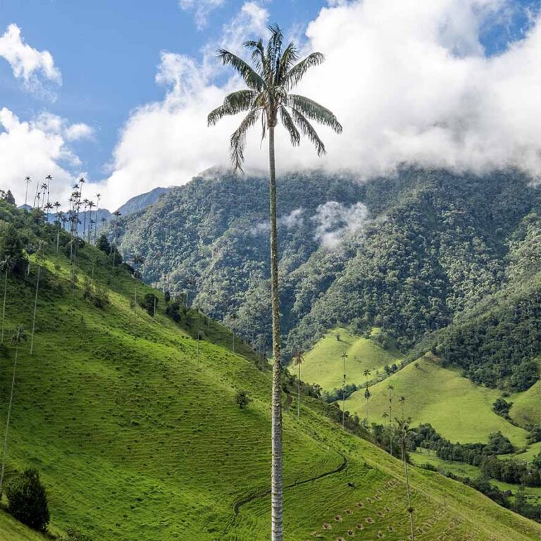 Siembra de árboles para el medio ambiente - Colombia Verde