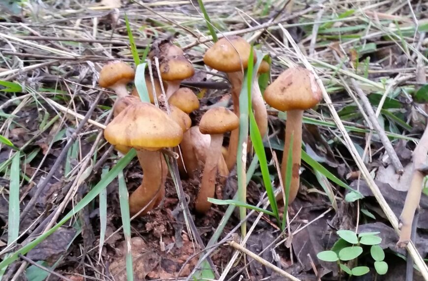 Cual es la utilidad de los hongos en un ecosistema