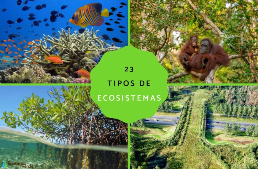 Cuántas clases de ecosistema hay