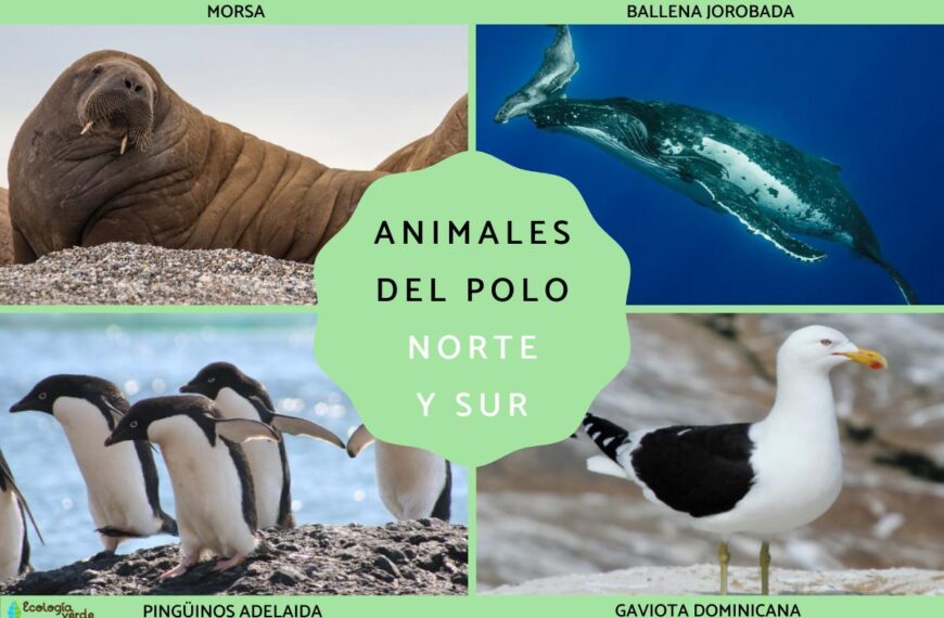Ecosistema del polo norte