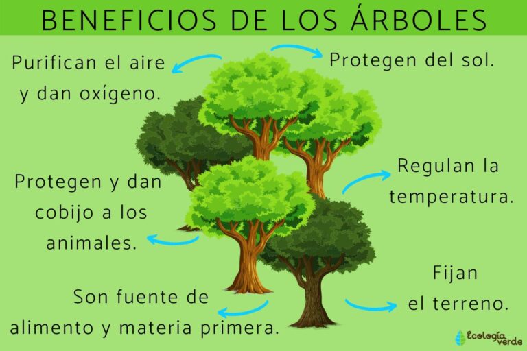Importancia de los árboles para el medio ambiente - Colombia Verde