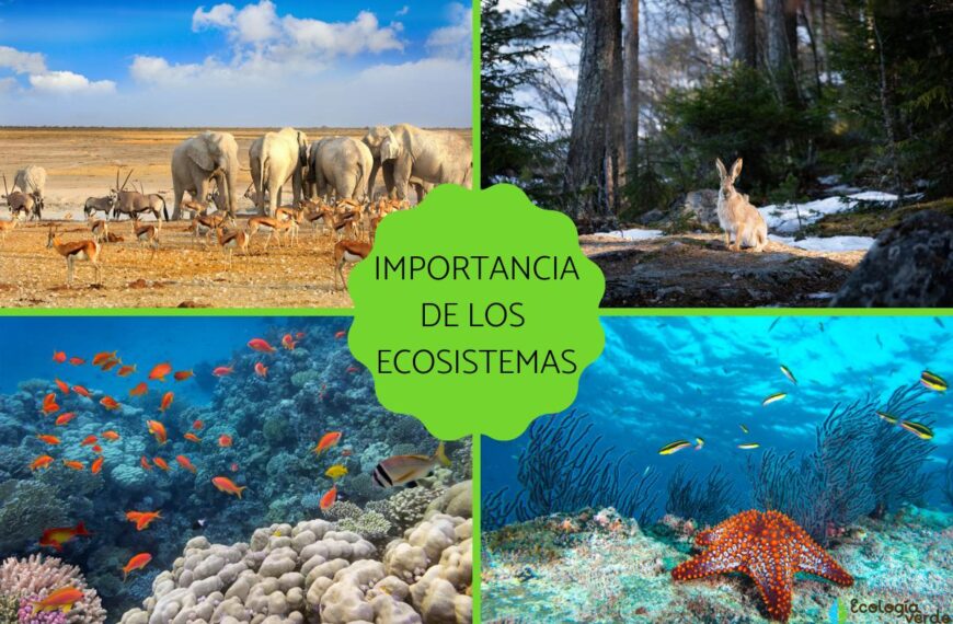 La importancia del ecosistema