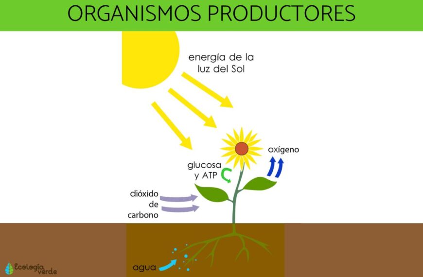 Organismos productores de un ecosistema
