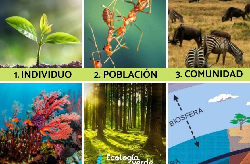 Organización de un ecosistema