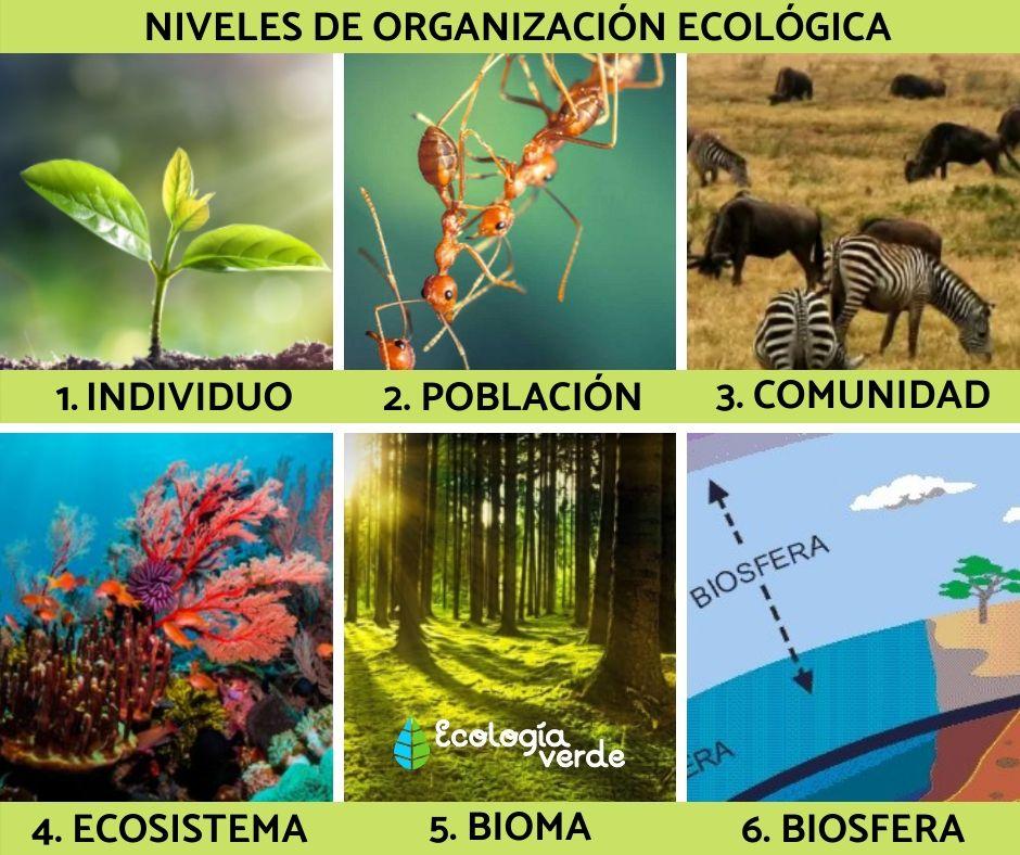 Individuo Poblaci n Comunidad Ecosistema Ejemplos Colombia Verde