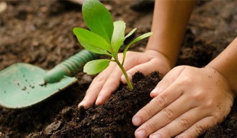 Plantar árboles para cuidar el medio ambiente