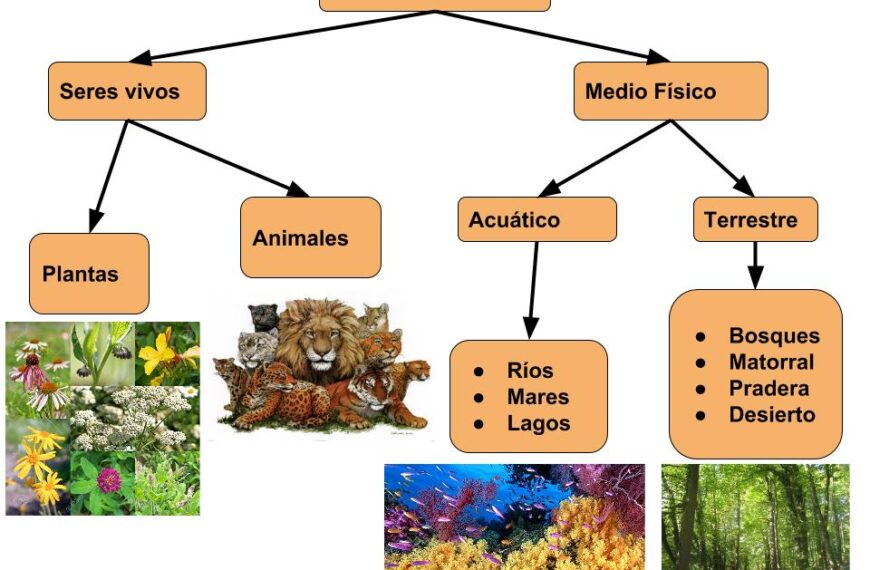 Plantas y animales que viven en el ecosistema terrestre