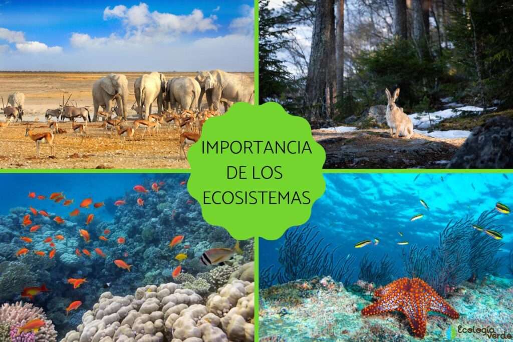 Comunidad En Un Ecosistema Colombia Verde