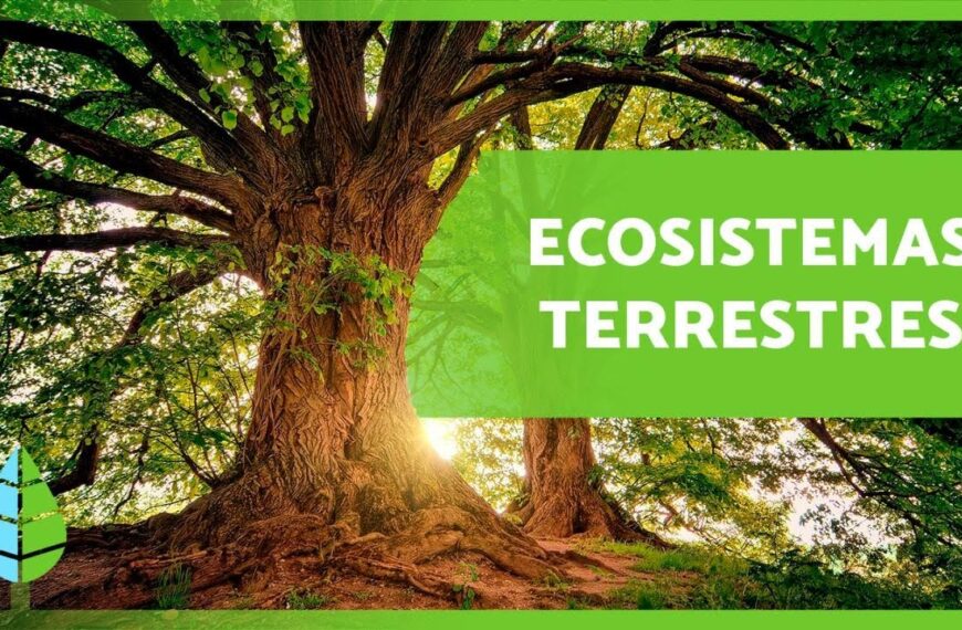 Que es el ecosistema terrestre