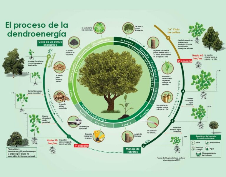 Porque son importantes los árboles para el planeta - Colombia Verde