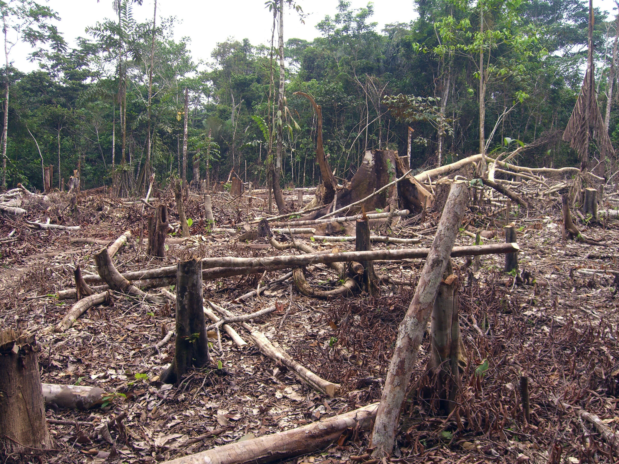 soluciones-para-disminuir-la-tala-de-rboles-colombia-verde