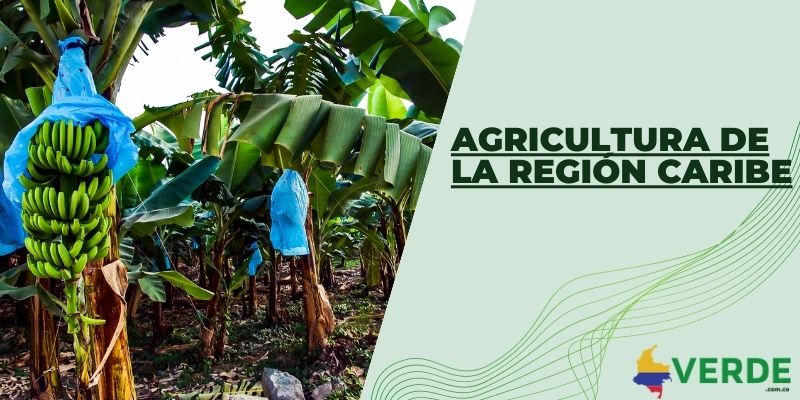 Agricultura de la región Caribe