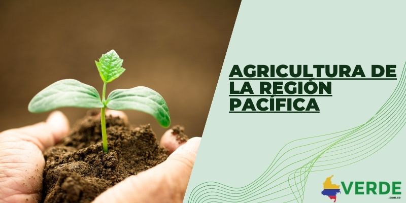 Agricultura de la región Pacífica
