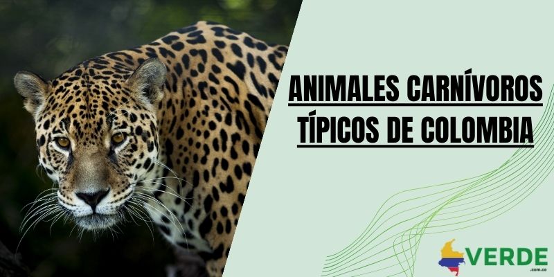 Animales carnívoros típicos de Colombia