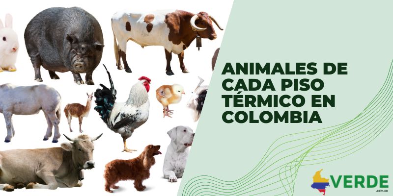 Animales de cada piso térmico en Colombia