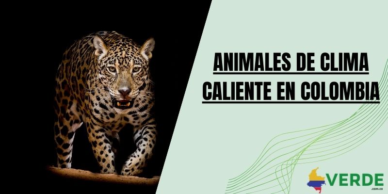 Animales de clima caliente en Colombia