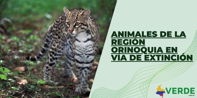 Animales de la región Orinoquia en vía de extinción
