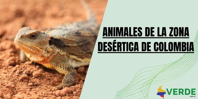 Animales de la zona desértica de Colombia