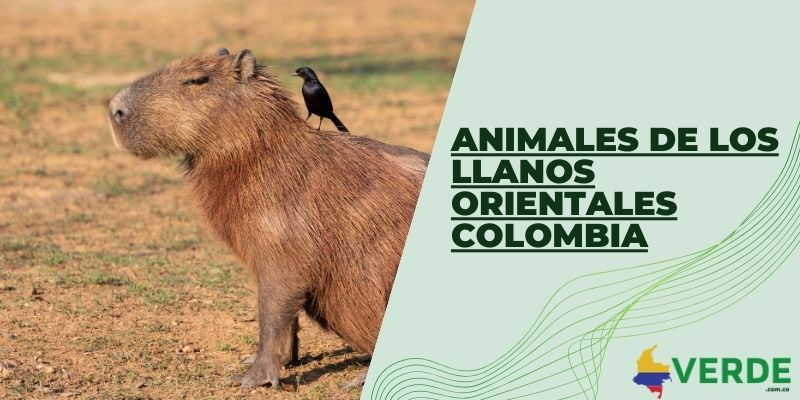 Animales de los llanos orientales Colombia