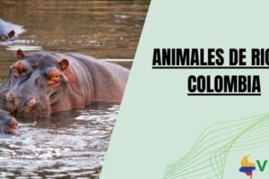 Animales de rio de Colombia