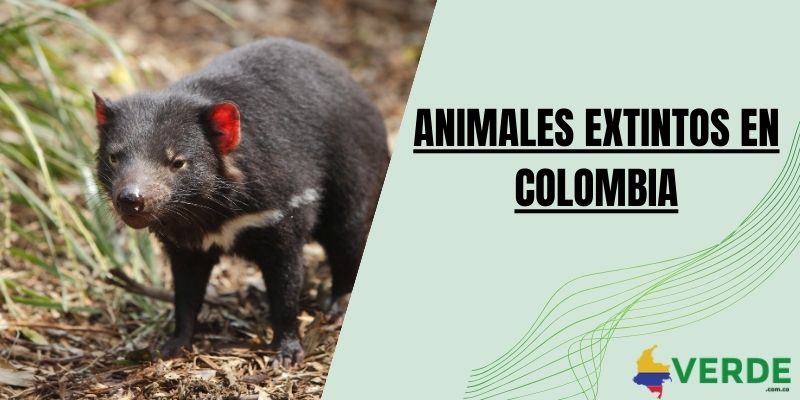 Animales extintos en Colombia