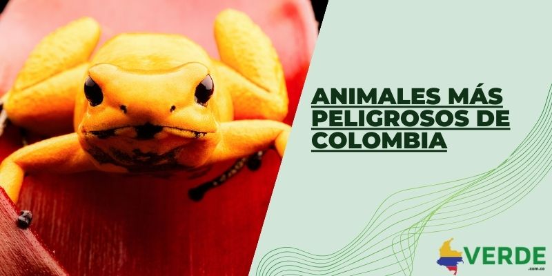 Animales más peligrosos de Colombia