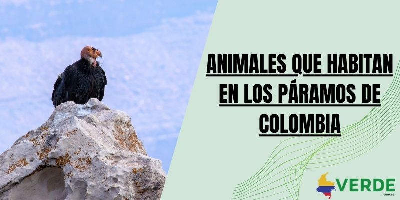 Animales que habitan en los páramos de Colombia