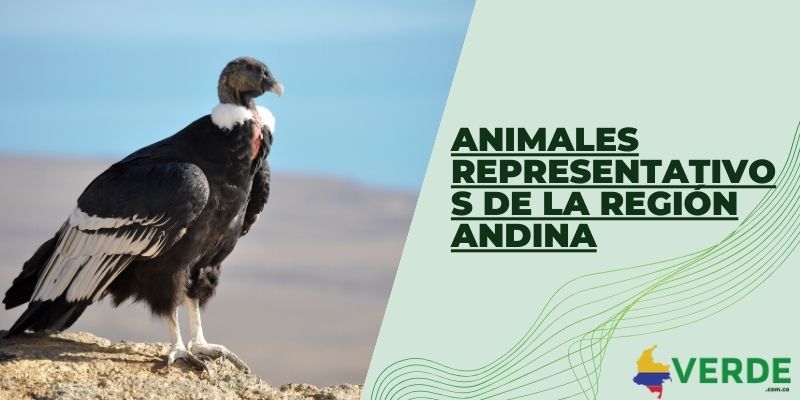 Animales representativos de la región Andina