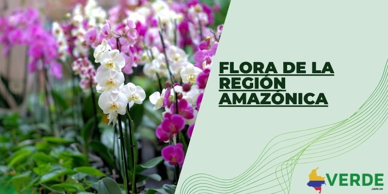 Flora de la región Amazónica
